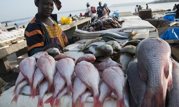 Mbour: le poisson, un produit introuvable