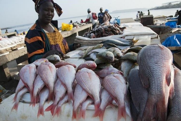 Mbour: le poisson, un produit introuvable