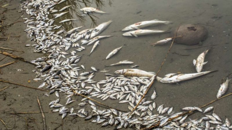 Pollution maritime sur les côtes sénégalaises: beaucoup de poissons et espèces meurent￼