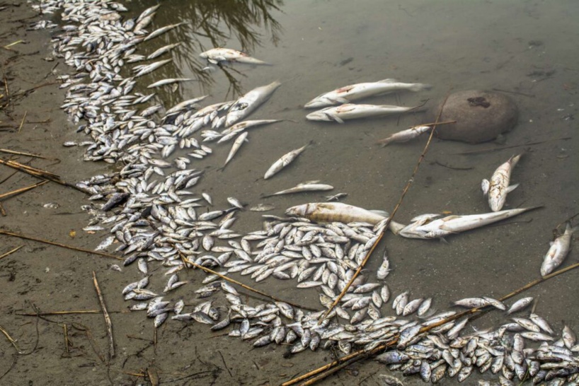 Pollution maritime sur les côtes sénégalaises: beaucoup de poissons et espèces meurent￼