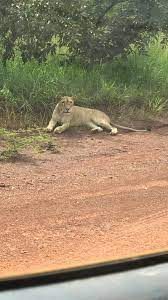 Saraya: un lion égaré hante le sommeil des populations de l’axe Bambou-Sabodala