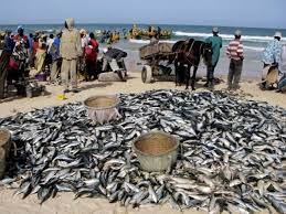 Journée mondiale de la pêche : Mobilisation contre la mauvaise gestion des pêches