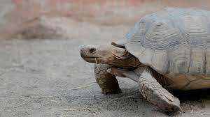 Une cinquantaine de tortues d’une espèce en danger envoyées de Monaco vers le Sénégal