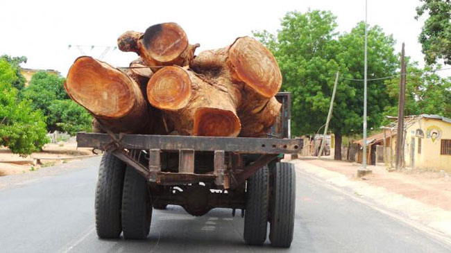 Coupe De Bois : Macky Menace Les Trafiquants