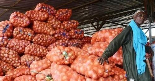 Consommation : Le Prix De L’oignon Connaît Une Baisse Sur Le Marché Actuellement