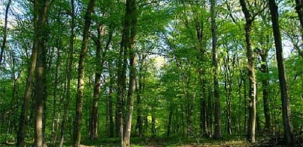 Série D’agressions: La Terreur De La Forêt De Mbao Tombe