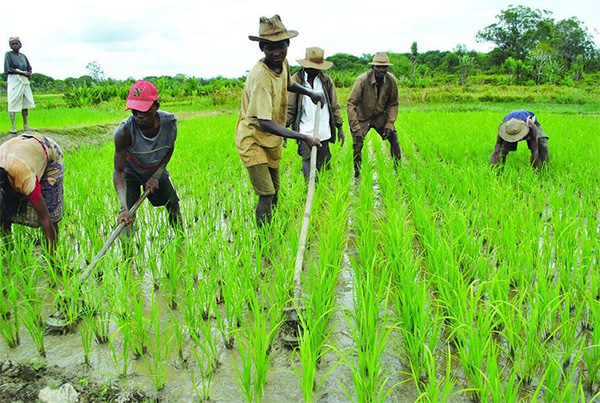 Campagne agricole 2024 : le prix des semences d’arachide fixé entre 225 et 325 FCFA le Kg