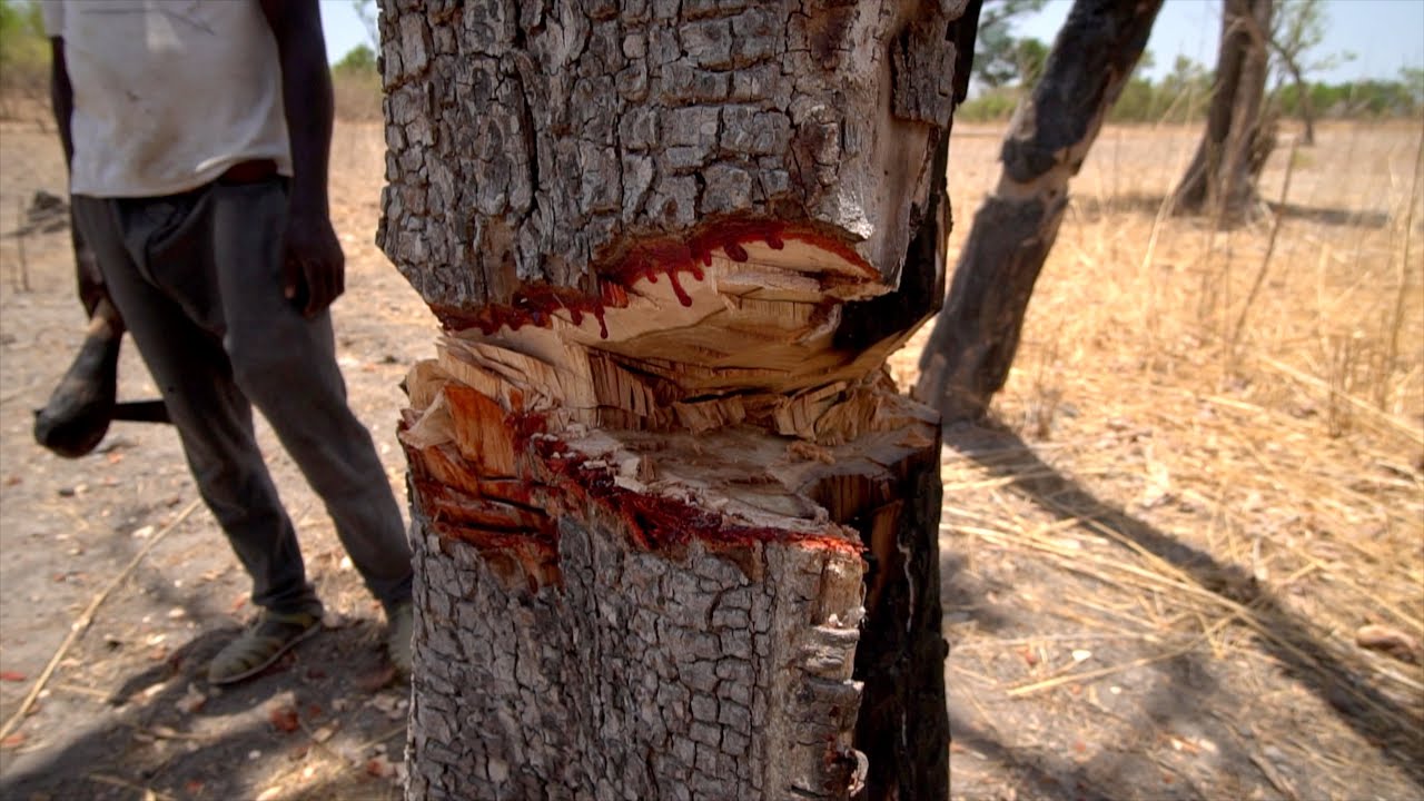 Coupe illicite de bois : une grande opération de contrôle et de ratissage lancée à Vélingara